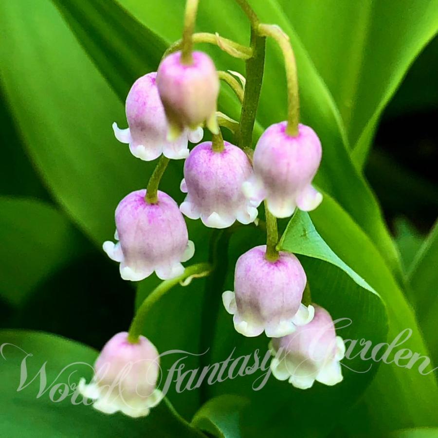 花苗 宿根草 スズラン ロゼア ピンク花 花なし 1鉢 3.5号 お届け中 Convallaria majalis var rosea 鈴蘭 ...