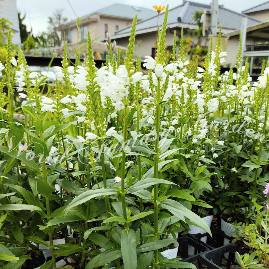 花苗 フィソステギア トラノオ 白花 1鉢 3 3 5号 お届け中 Physostegia ハナトラノオ 宿根草 耐寒性 多年草 花虎の尾 丈夫 多年草 夏 花の苗 8月 Na Fpn21physwhit1p Happygarden 通販 Yahoo ショッピング