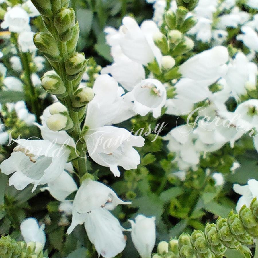 花苗 フィソステギア トラノオ 白花 1鉢 3 3 5号 お届け中 Physostegia ハナトラノオ 宿根草 耐寒性 多年草 花虎の尾 丈夫 多年草 夏 花の苗 8月 Na Fpn21physwhit1p Happygarden 通販 Yahoo ショッピング