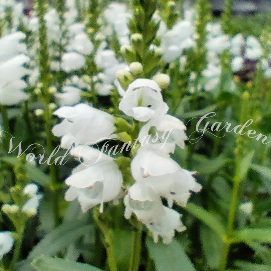 花苗 フィソステギア トラノオ 白花 1鉢 3 3 5号 お届け中 Physostegia ハナトラノオ 宿根草 耐寒性 多年草 花虎の尾 丈夫 多年草 夏 花の苗 8月 Na Fpn21physwhit1p Happygarden 通販 Yahoo ショッピング