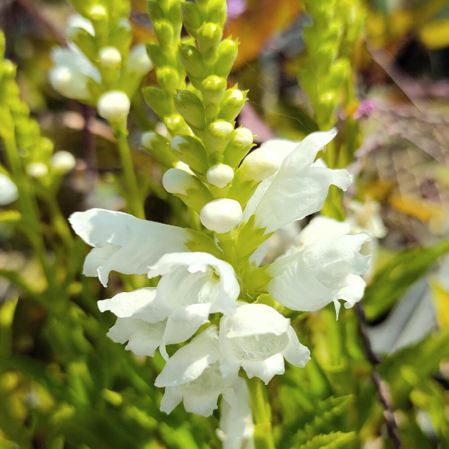 花苗 フィソステギア トラノオ 白花 1鉢 3 3 5号 お届け中 Physostegia ハナトラノオ 宿根草 耐寒性 多年草 花虎の尾 丈夫 多年草 夏 花の苗 8月 Na Fpn21physwhit1p Happygarden 通販 Yahoo ショッピング