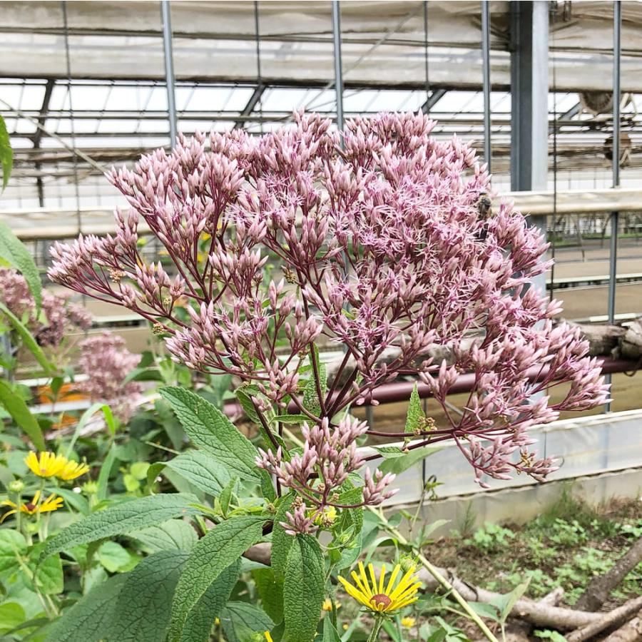 花苗 ユーパトリウム ベイビージョー 1鉢 3〜3.5号 冬季落葉種 お届け  