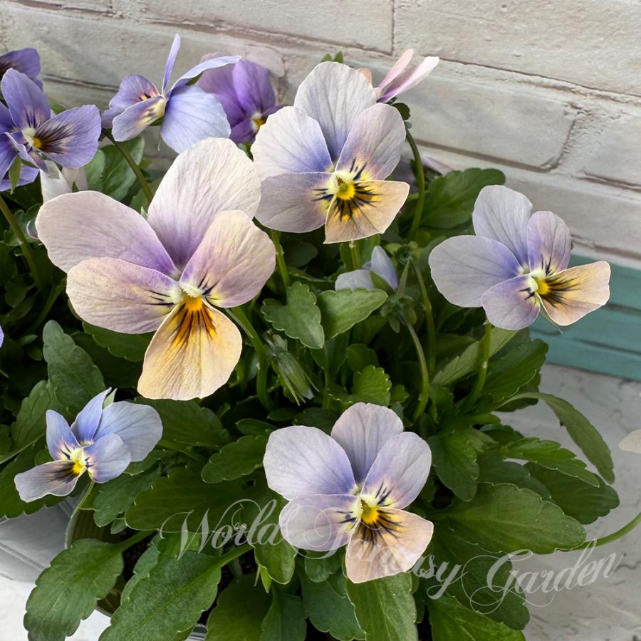 花苗 ビオラ マリア1鉢 一年草 ゲブラナガトヨ オリジナル品種