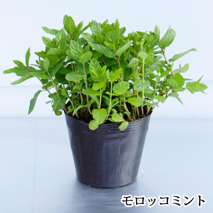 スペアミント モロッコミント 2鉢セット ハーブ ミント シソ ハーブティー モヒート Spearmint Moroccan Mint Na Hmy11menth Spicata1p Happygarden 通販 Yahoo ショッピング