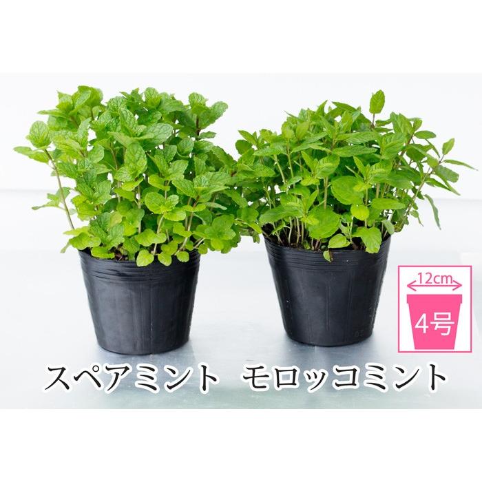 スペアミント モロッコミント 2鉢セット ハーブ ミント シソ ハーブティー モヒート Spearmint Moroccan Mint Na Hmy11menth Spicata1p Happygarden 通販 Yahoo ショッピング