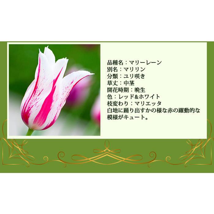 花苗 ポット植え球根 チューリップ ユリ咲き チューリップ マリリン 3鉢セット 3 3 5号 お届け中 Tulip 珍しい チューリップ 品種 球根 植物 鉢植え 花壇 1000n Na Inn22tulimar3p Happygarden 通販 Yahoo ショッピング