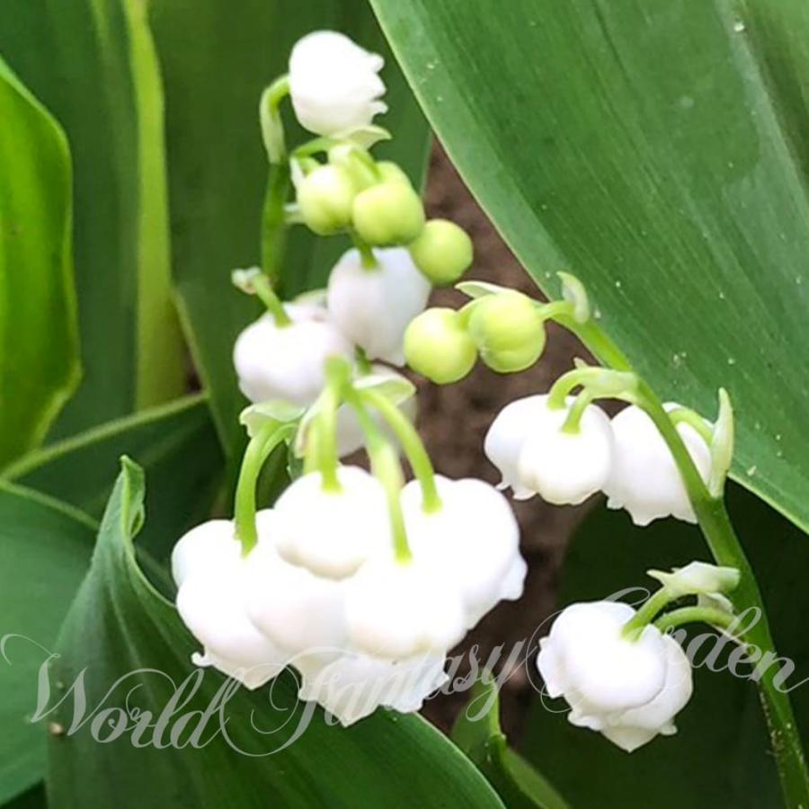 花苗 ドイツスズラン 白花 2鉢セット 3.5号 花なしでお届け中 花苗 ドイツスズラン 白花 2鉢セット 3.5号 花なしでお届け中