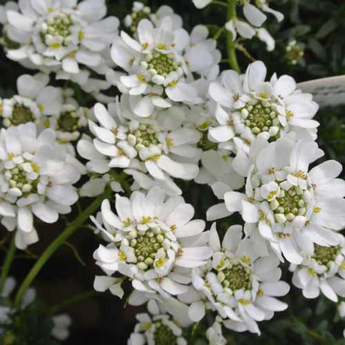 花苗 春 イベリス センペルヴィレンス 1鉢 3 3 5号 お届け2月下旬 春苗先行予約 Iberis 宿根 グランドカバー 白花 寄せ植え 宿根草 ガーデニング 22spr Ne Au12iberis White1 Happygarden 通販 Yahoo ショッピング