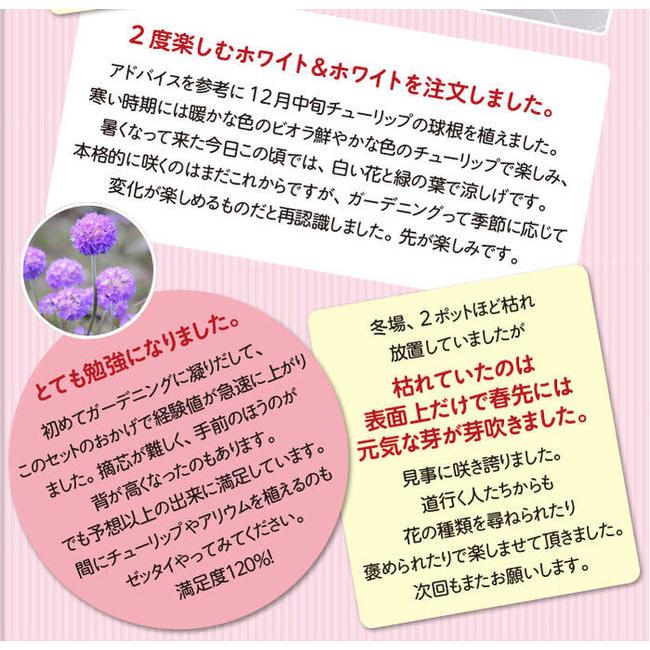 花苗セット 冬のイングリッシュガーデン 6苗セット 幅1mＸ奥行50cm お届け中 地域限定送料無料 一年草 宿根草 多年草 2023EN ハッピーガーデン｜happy-garden｜17