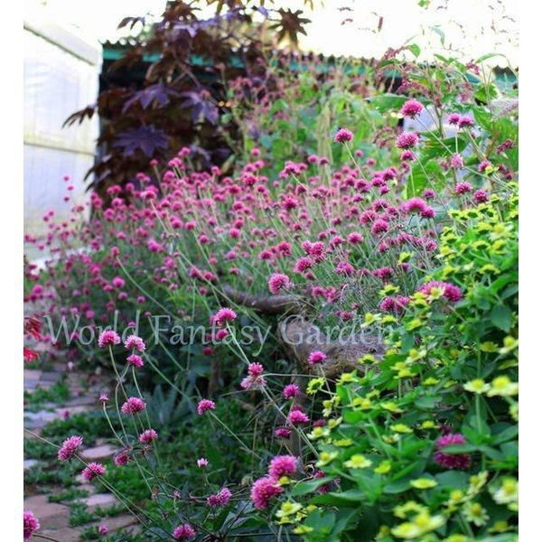 花苗 夏苗 千日紅 ファイヤーワークス 苗 1鉢3 3 5号 お届け中 Gomphrena Fireworks イングリッシュガーデン 一年草 Ne Fmn13gomp Firew1p Happygarden 通販 Yahoo ショッピング