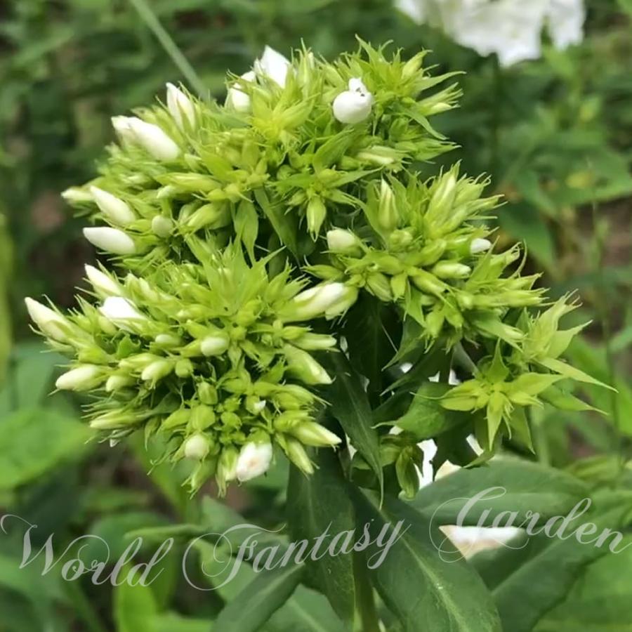 白い宿根草　フロックス　イベリス　エリゲロン（ゲンペイコギク）＋オマケ苗 白い宿根草フロックスイベリスエリゲロン（ゲンペイコギク）＋