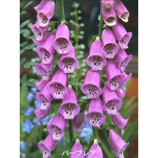 最大48 Offクーポン 草花の苗 送料無料 22年10月上旬予約 ジギタリス Tudobrilhandoempreendedor Com Br