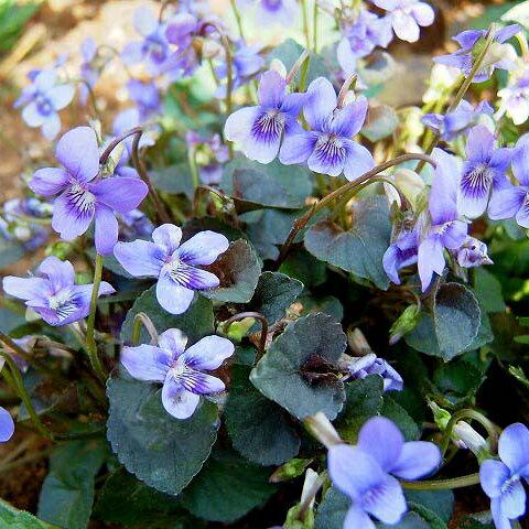 花苗 春 黒葉ビオラ ラブラドリカ 1鉢 3 3 5号 お届け10月上旬 秋苗先行予約 Viola Labradorica 宿根草 耐寒性 ガーデニング 21aki Ne Fmy07viola Labrad Happygarden 通販 Yahoo ショッピング