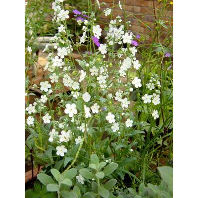 Yahoo!用 花苗 オンファロデス 6鉢セット 3〜3.5号 お届け中 Yahoo!用 花苗 オンファロデス 6鉢セット 3〜3.5号 お届け中