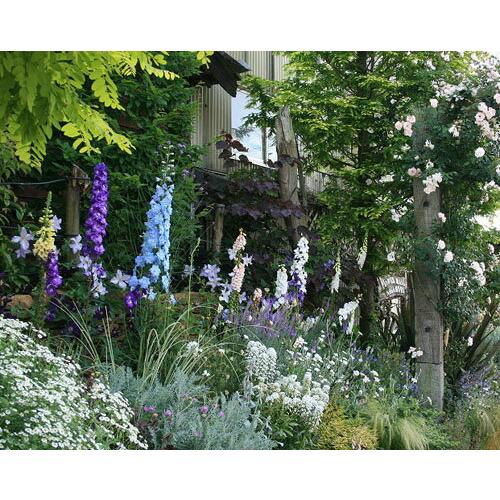 花苗 デルフィニウム パシフィックジャイアント 大型 4種より選択 1鉢 3 5号 3 5号 お届け中 即納 秋 苗 宿根草 花苗 草丈高 青花 白花 イングリッシュ Ne Fmy09delf 1p Happygarden 通販 Yahoo ショッピング