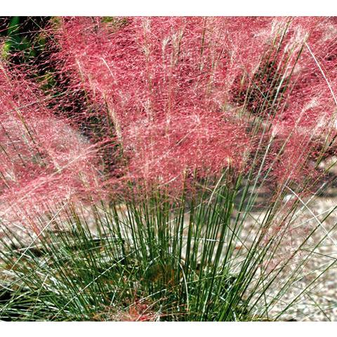 花苗 ムーレンベルギア カピラリス 1鉢3号 ロング お届け中 Muhlenbergia Capillaris ミューレンベルギア カピラリス 多年草 花苗 秋 ガーデニング 花 Ne Fmy12muhlenbergiacapillaris1p Happygarden 通販 Yahoo ショッピング