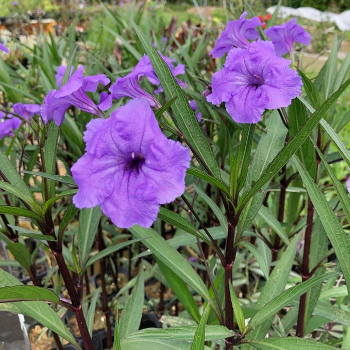 ルエリア パープルシャワー 花苗 1鉢3 3 5号 Ruellia Brittonia お届け中 イングリッシュガーデン 苗 花苗 鉢植え 庭植え ガーデニング 花壇 宿根 多年草 Ne Fmy14ruel Brttonia1p Happygarden 通販 Yahoo ショッピング
