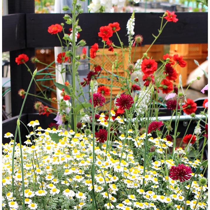花苗 クナウティア レッドチェリー 1鉢3 5号 Knautia Macedonica Mars Midget 赤花 イングリッシュガーデン 苗 宿根草 鉢植え 庭植え ガーデニング 花壇 Ne Fmy16cunauteared1p Happygarden 通販 Yahoo ショッピング