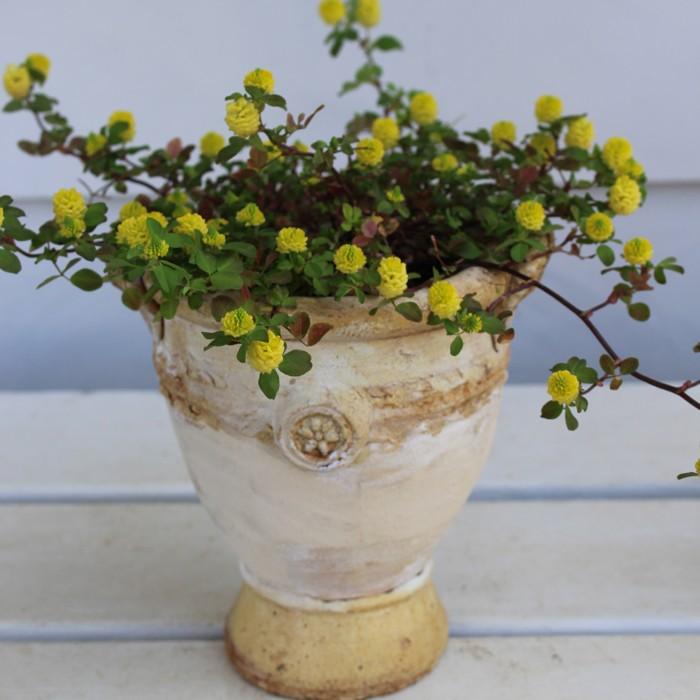 トリフォニウム ゴールドコーン 1鉢 3号 Trifolium Campestre Clover Goldcornクローバー 多年草 春苗 花苗 苗 鉢植え 庭植え ガーデニング 花壇 Ne Fmy17clovergoldcorn Happygarden 通販 Yahoo ショッピング