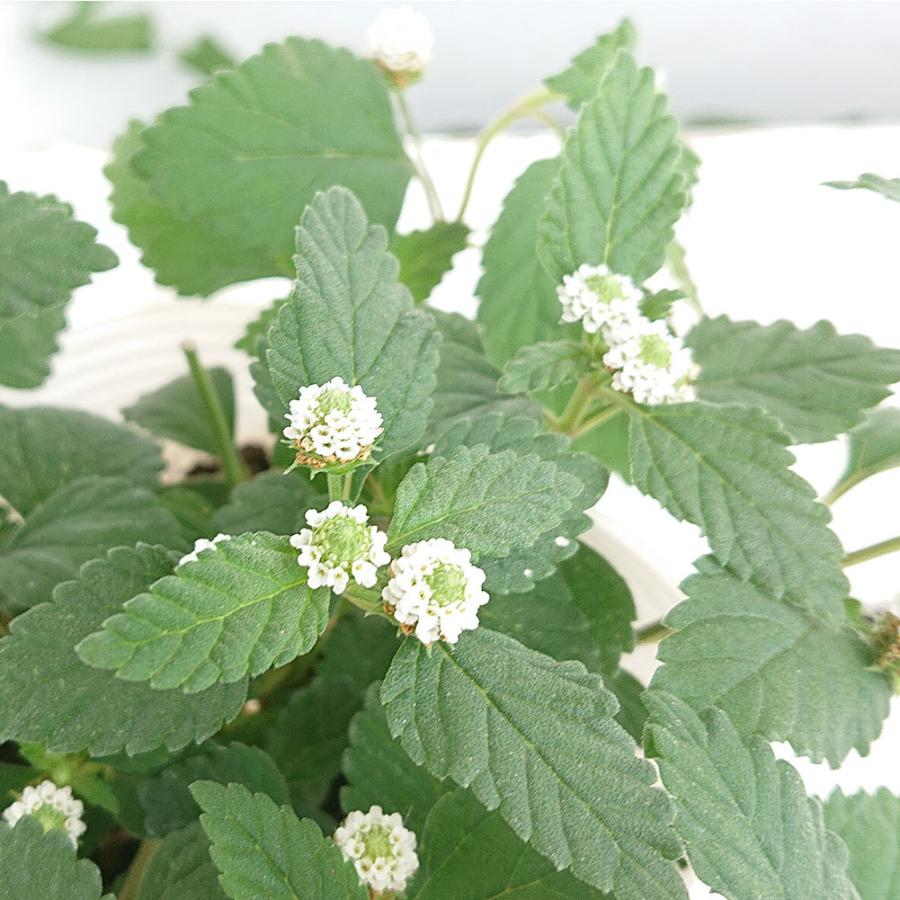 花苗 メキシカンスイートハーブ 1鉢 3 3 5号 お届け中 Lexican Sweet Herb ハーブ 白花 宿根草 多年草 イングリッシュガーデン Ne Foylipp Mexi1p Happygarden 通販 Yahoo ショッピング