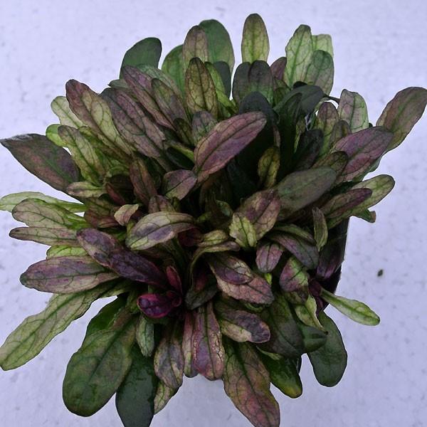 花苗 アジュガ ディクシーチップ 1鉢 2 5号 3号 Ajuga Tenorii Dixie Chip 銅葉 青花 グランドカバー 多年草 Ne Fp14n Ajuga Dixiechip1p Happygarden 通販 Yahoo ショッピング