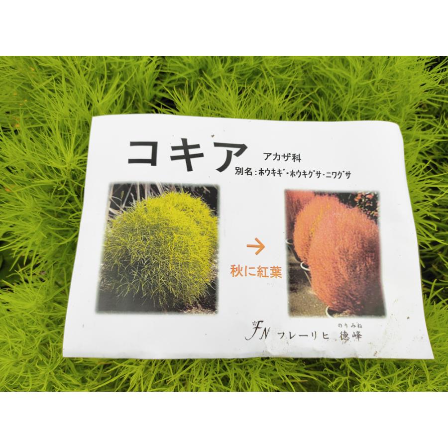 1000円ポッキリ 花苗 コキア 4鉢セット 3 3 5号 お届け中 Bassia イソボウキ 一年草 Kochia カラーリーフ Scoparia 新作 夏植え