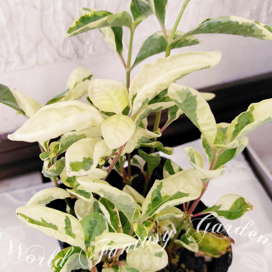 花苗 アルテルナンテラ ムーンビーム 1鉢 3 3 5号 お届け中 Alternanthera Moonbeam カラーリーフ テランセラ アキランサス 斑入り Ne Fpy21moonbeam1p Happygarden 通販 Yahoo ショッピング