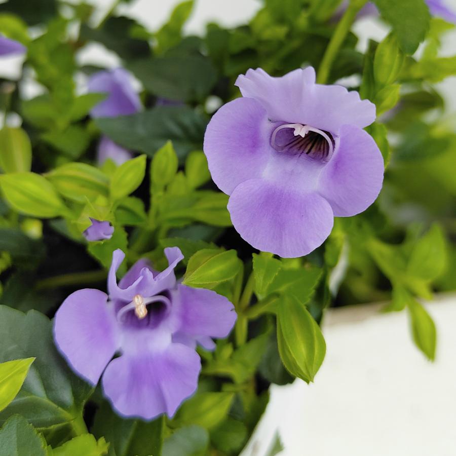 花苗 スーパートレニア カタリーナ ブルーリバー 1鉢 3 3 5号 Orenia Hybrid 花壇 プランター 鉢植え ハンギング 青花 夏苗 ガーデニング ガーデン Ne Fpy21torebluerive Happygarden 通販 Yahoo ショッピング