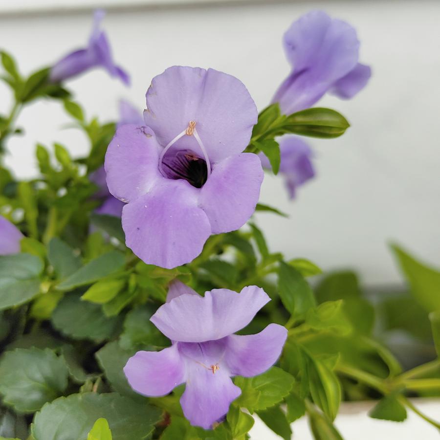 花苗 スーパートレニア カタリーナ ブルーリバー 1鉢 3 3 5号 Orenia Hybrid 花壇 プランター 鉢植え ハンギング 青花 夏苗 ガーデニング ガーデン Ne Fpy21torebluerive Happygarden 通販 Yahoo ショッピング