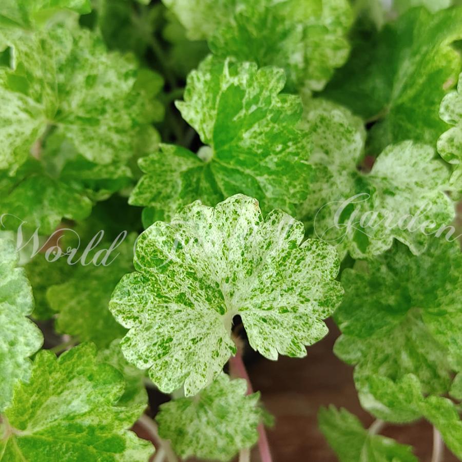 花苗 斑入りグレコマ ライムミント 1鉢 3 3 5号 お届け中 多年草 花苗 苗 カラーリーフ グランドカバー 青花 イングリッシュガーデン 夏 花の苗 8月 Ne Fpy22gleclime Happygarden 通販 Yahoo ショッピング