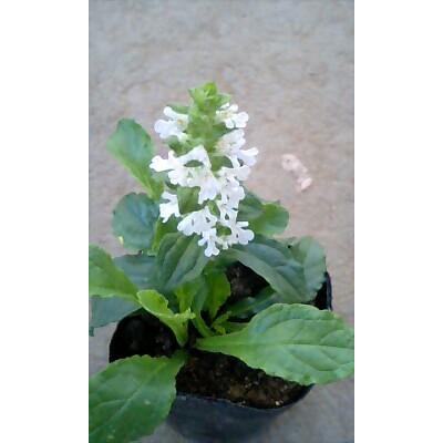 花苗 アジュガ ホワイト 2.5〜3号 お取り寄せ 通年販売 Ajuga 花苗 アジュガ ホワイト 2.5〜3号 お取り寄せ 通年販売 Ajuga