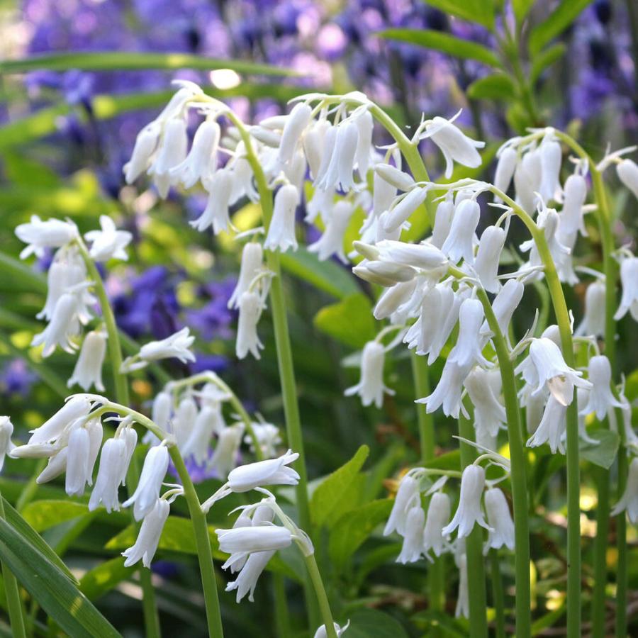 小球根 シラー カンパニュラータ ホワイト 5球セット お届け中 Scilla Campanulata 球根植物 ヒアシンソイデス 22bu Ne N18 Scilla Camp3b Happygarden 通販 Yahoo ショッピング