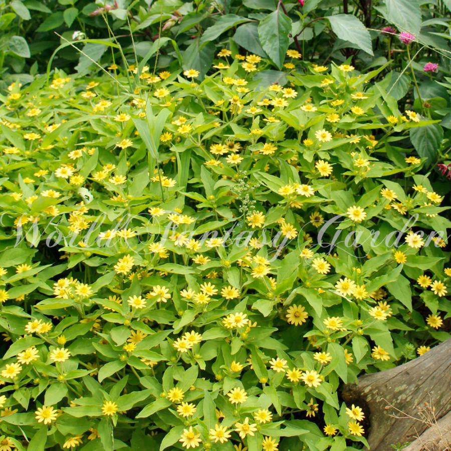 花苗 メランポジューム 1鉢 3 3 5号 お届け中 Melampodium Divaricatum M Paludosum 苗 黄花 1年草 一年草 草花 花 夏 花の苗 8月 Ne Sun18melampo1p Happygarden 通販 Yahoo ショッピング