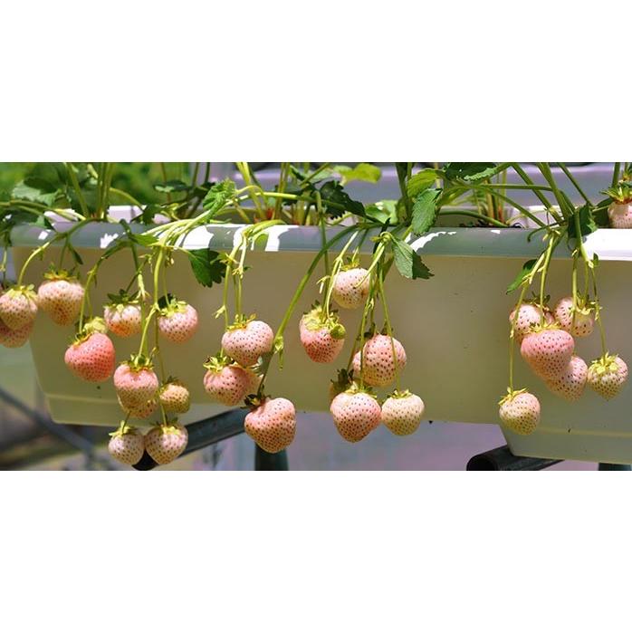 苗 白い苺 フラミンゴ 3号1鉢 果実苗 お届け中 Strawberry イチゴ いちご 苺 白 イチゴ プランター 鉢植え Ne Tfpy18whstraflami1p Happygarden 通販 Yahoo ショッピング