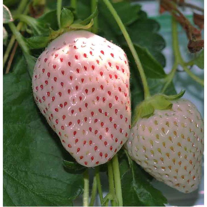 苗 白い苺 フラミンゴ 3号1鉢 果実苗 お届け中 Strawberry イチゴ いちご 苺 白 イチゴ プランター 鉢植え Ne Tfpy18whstraflami1p Happygarden 通販 Yahoo ショッピング