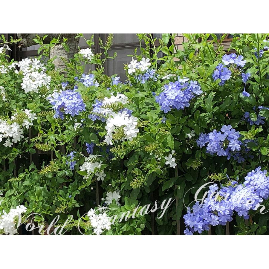 花苗 ルリマツリ プルンバゴ 選べる青花＆白花 1鉢 3〜3.5号 お届け中