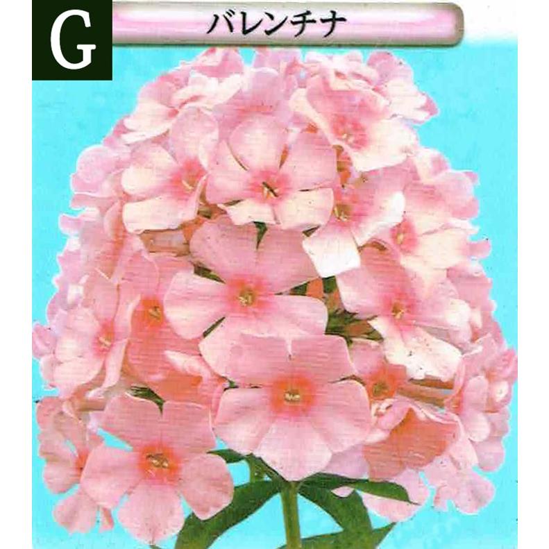 花苗 宿根フロックス 7種より選択 1鉢3号 お届け中 Phlox 花苗 宿根草 苗 庭植え イングリッシュガーデン Ne Tpy18perennialphlox Happygarden 通販 Yahoo ショッピング