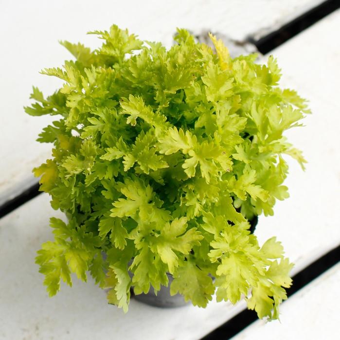 タナセツム ゴールデンモス 1鉢3 3 5号 お届け中 春苗 花苗 多年草 白花 除虫菊 イングリッシュガーデン 苗 鉢植え 庭植え ガーデニング 花壇 Tanacetum Ne Tpy18tanacetumlime1p Happygarden 通販 Yahoo ショッピング