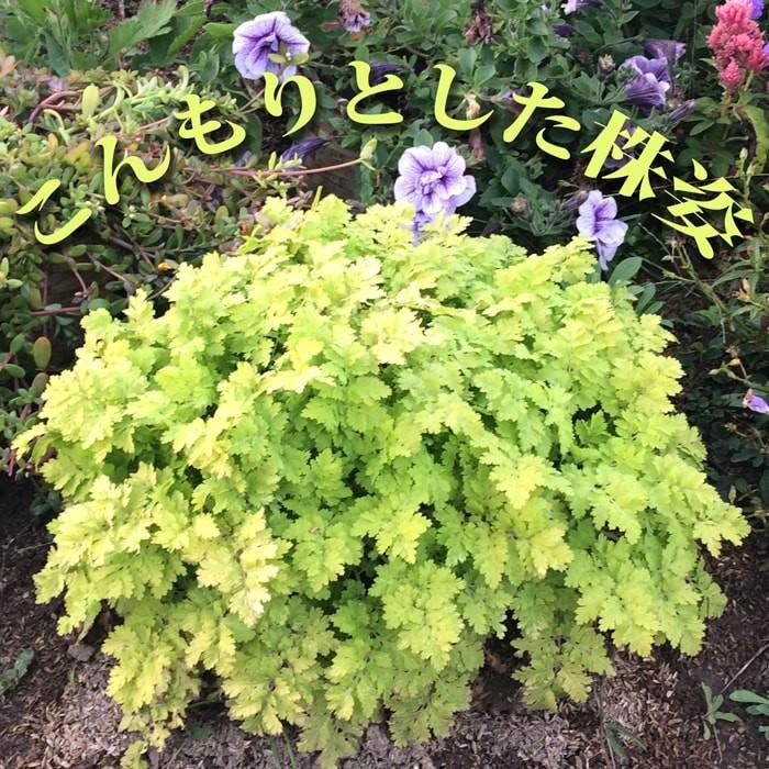 タナセツム ゴールデンモス 1鉢3 3 5号 ２月下旬 春苗 花苗 多年草 白花 除虫菊 イングリッシュガーデン 苗 鉢植え 庭植え ガーデニング 花壇 Tanacetum Ne Tpy18tanacetumlime1p Happygarden 通販 Yahoo ショッピング