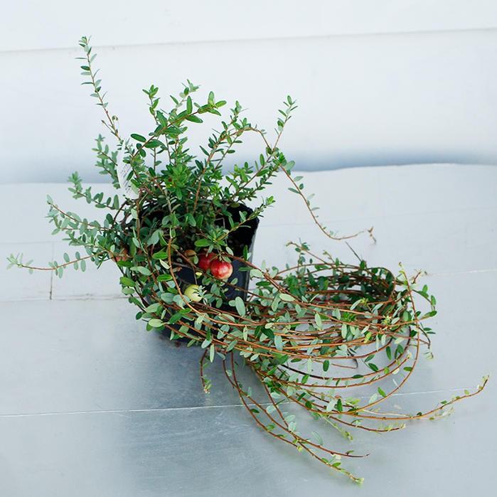 花苗 ツルコケモモ クランベリー 1鉢 3 5号 お届け中 秋苗 冬苗 春苗 花苗 イングリッシュガーデン 苗 鉢植え 庭植え ガーデニング 花壇 Vaccinium Macrocarpon Ne Tpy19macrocarpon1p Happygarden 通販 Yahoo ショッピング