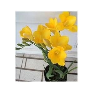 花苗 フリージアミックスカラー 芽出し 1鉢 4号 お届け中 球根植え 球根 芳香性 鉢植え 庭植え 寄せ植え ガーデニング Sbu Ymn18freesia4gou1p Happygarden 通販 Yahoo ショッピング