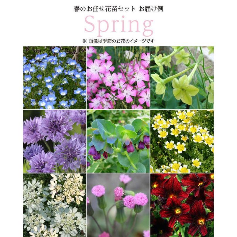 花苗セット おまかせ8苗セット 用途にあわせて選べる2タイプ 花苗セット おまかせ8苗セット 用途にあわせて選べる2タイプ