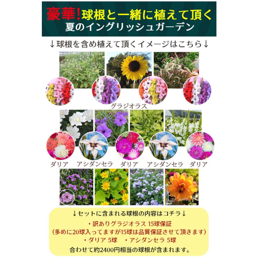 花苗 プレゼント付き イングリッシュガーデン 9苗セット 幅１mｘ1m 花壇用 植え込む用 先行予約 地域限定送料無料 一年草 宿根草 多年草 Sne Fmn08engset9p Happygarden 通販 Yahoo ショッピング