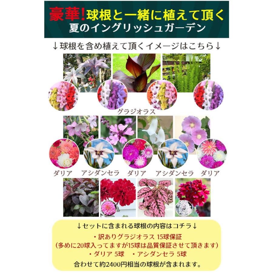 花苗セット 秋のイングリッシュガーデン 苗9鉢 幅1mｘ1m 花壇用 地域限定送料無料 一年草 宿根草 多年草 ナチュラルガーデン 英国 Sne Fmn08engset9p Happygarden 通販 Yahoo ショッピング