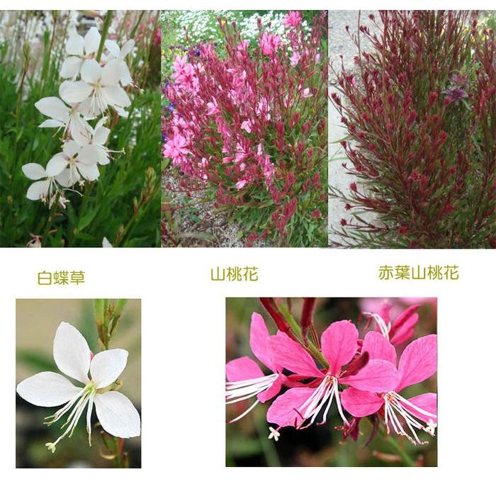 花苗セット ガウラ 5鉢セット 2種より選択 3 3 5号 お取り寄せ 通年販売 取り置き Gaura Lindheimeri 宿根草 多年草 夏 花の苗 9月 Sne Gaura5p Happygarden 通販 Yahoo ショッピング