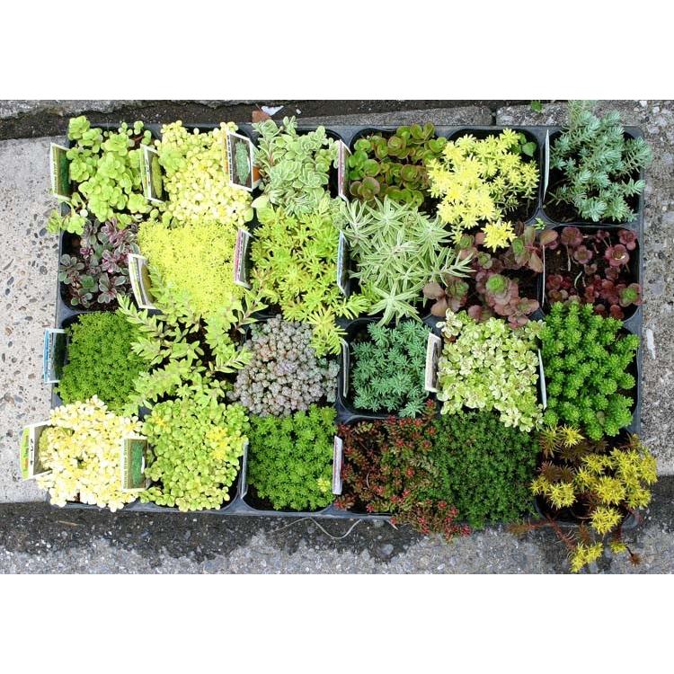 ぽぽページ多肉植物12個セット 多肉植物 1.5号 ケース売り 72個入り 【9品種保証】の通販 | GreenSnap