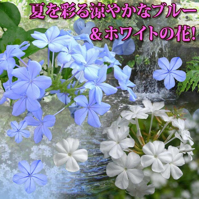 花苗セット ルリマツリ プルンバゴ 3 3 5号 5鉢セット 翌日発送 通年販売 取置 Plumbago Auriculata 季節苗 花の苗 Yn Stf Y09plumbago5p Happygarden 通販 Yahoo ショッピング