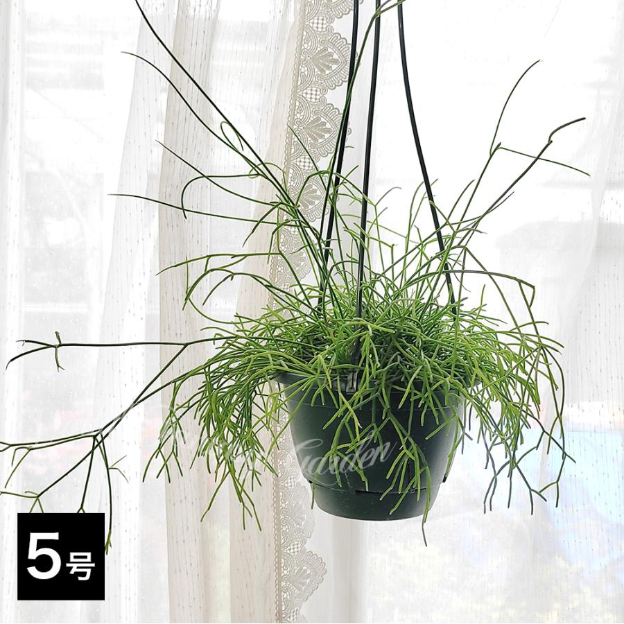 リプサリス　ハンキング 多肉植物 ハンギング リプサリス カスッサ 5号 1鉢 お取り寄せ