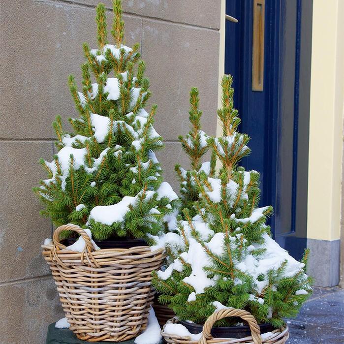 本物のもみの木 クリスマスツリー モミの木 ドイツトウヒ 8号鉢 ドイツトウヒツリー プラ鉢でお届け ラッピング無料 メッセージカード無料 地域限定送料無料 Tr Fpn12xmastree Garman1 Happygarden 通販 Yahoo ショッピング