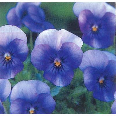 花苗 ビオラ ビビ アイスブルー 2鉢セット お届け中 花苗 秋苗 一年草 Viola イングリッシュガーデン 苗 寄せ植え ガーデニング 鉢植え 庭植え 花壇 Vne Fmn09violaviviicebule2p Happygarden 通販 Yahoo ショッピング